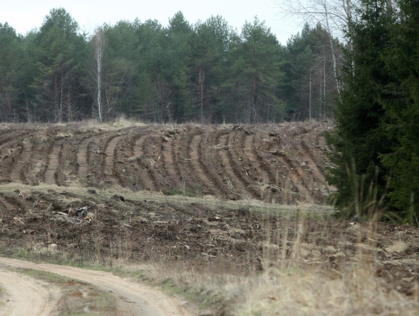 Miškuose bus pasodinta 30 milijonų medelių