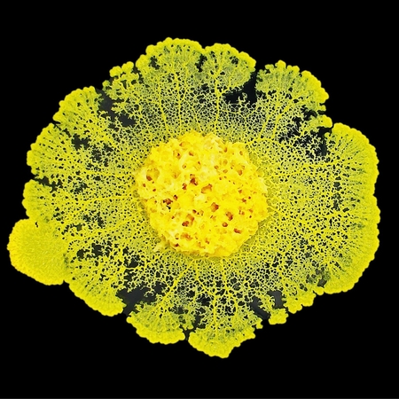 Physarum polycephalum