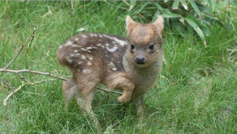Elniukas pudu