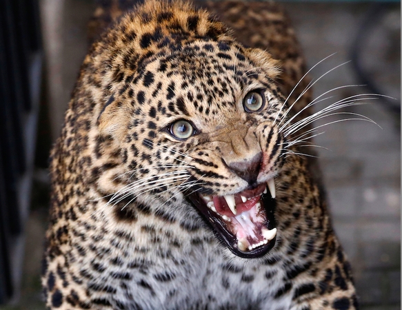 Giminaičiai iš leopardo nasrų išgelbėjo trejų metų berniuką