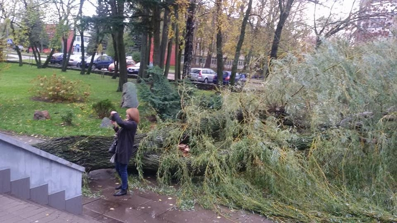 Per plauką nuo tragedijos: ant į mokyklą vedančio tako nuvirto medis