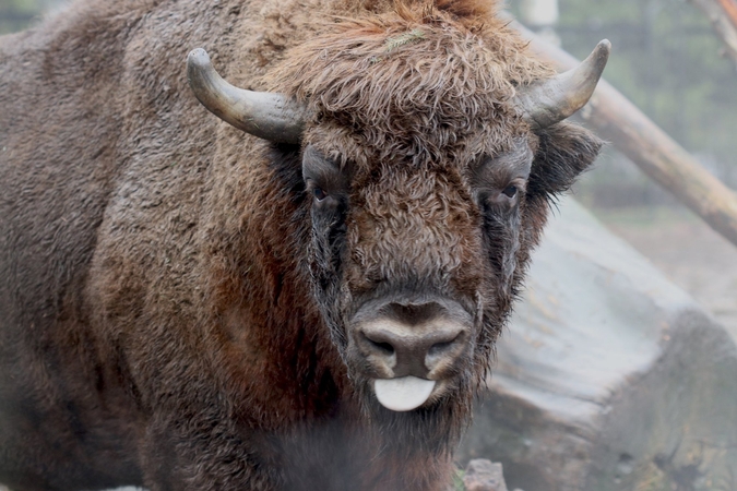 Būdas: Zoologijos sode gyvenantys stumbrai, nors ir atrodo grėsmingai, nėra agresyvūs.