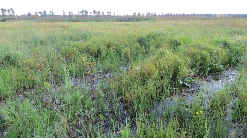 Pasaulinę pelkių dieną – ypatingas dėmesys Tyrulių pelkei
