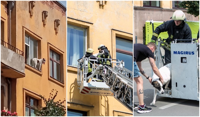 Palangės kaliniu tapęs šuo pasirinko ugniagesių autokopėčias, o ne oro pagalvę