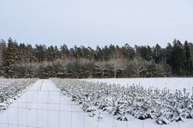 Sklypas: dabar karjerą steigti planuojama dalyje miško teritorijos ir sklype, kuriame visai neseniai pasodinta genetinių sodinukų.