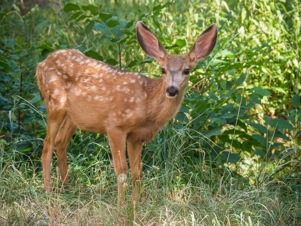 Namuose priglaustas sveikas jauniklis – meškos paslauga gamtai