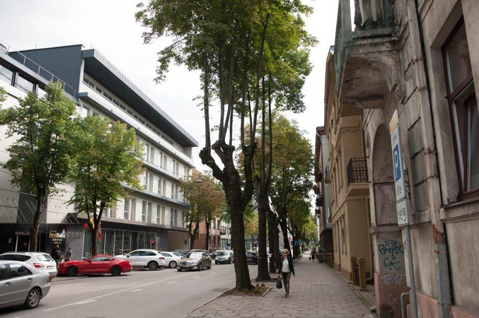 Galutinės išvados dėl A. Mickevičiaus gatvės medžių: siūlo šalinti beveik pusę