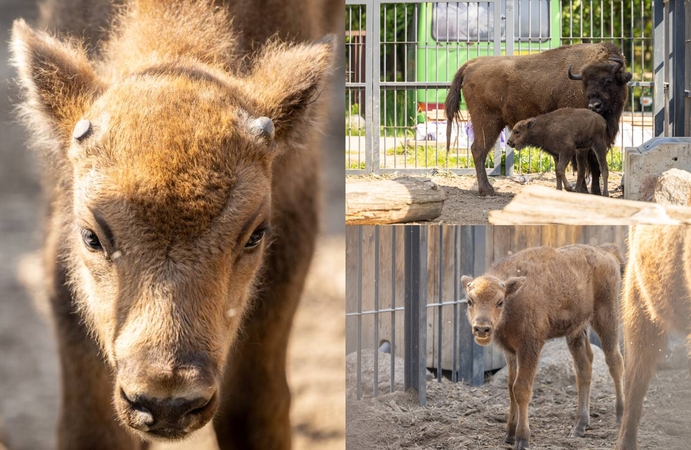 Susipažinkite: Lietuvos zoologijos sode – stumbro jauniklis (fotogalerija)