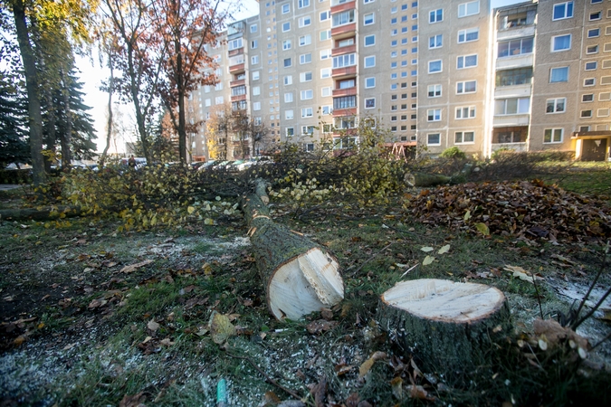 Įžūlu: Kaune medžius išpjovė be leidimų – gresia tūkstantinė bauda