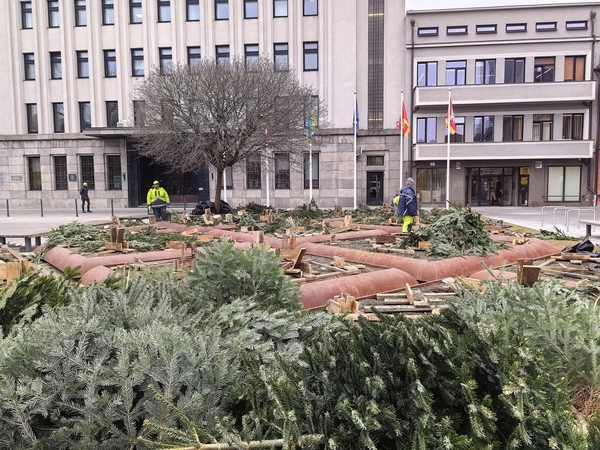 Išvežamos kalėdinės eglutės: teks palaukti, kol klombose pražys nauji žiedai