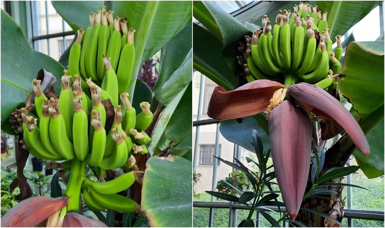 Lietuviškos vasaros karštis – sava stichija: žydi ir vaisius mezga bananmedis