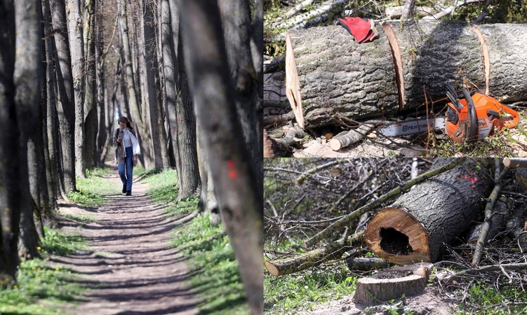 Lankoma: pasak vietinių, Narsiečių liepų alėją pamėgę lankytojai, todėl nesinorėtų, kad jos neliktų.