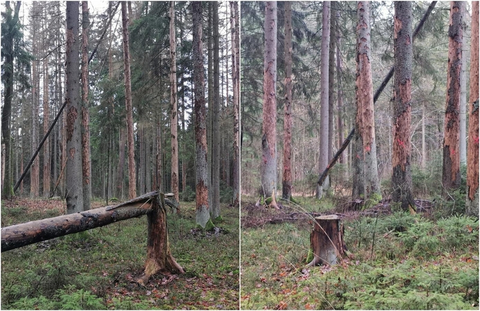 Kulautuvos miške planuojamas medžių kirtimas
