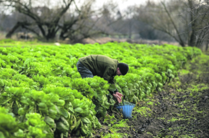 ES ūkiai be pesticidų: tvarumas ūkininkams kainuoja galvos skausmą