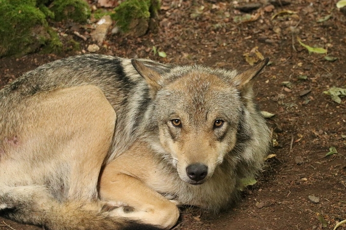 Asociatyvi nuotr.