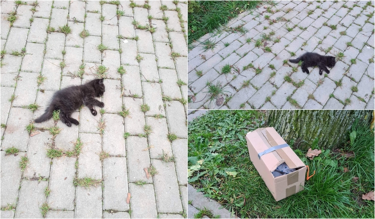 Pakraupo pamatę negyvą kačiuką prie prieglaudos vartų: žmogau, nebūk š**o krūva!
