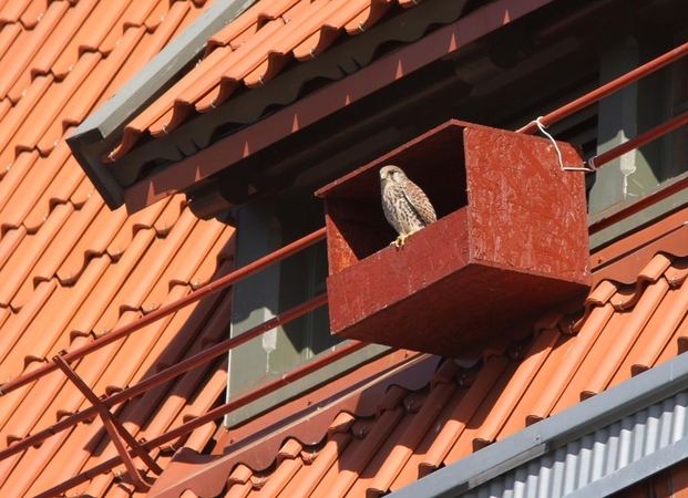 Įsikūrė: į Lietuvos raudonąją knygą įrašyti pelėsakaliai mėgsta žmonių kaimynystę – Klaipėdoje kasmet peri 10–17 šių paukščių porų.