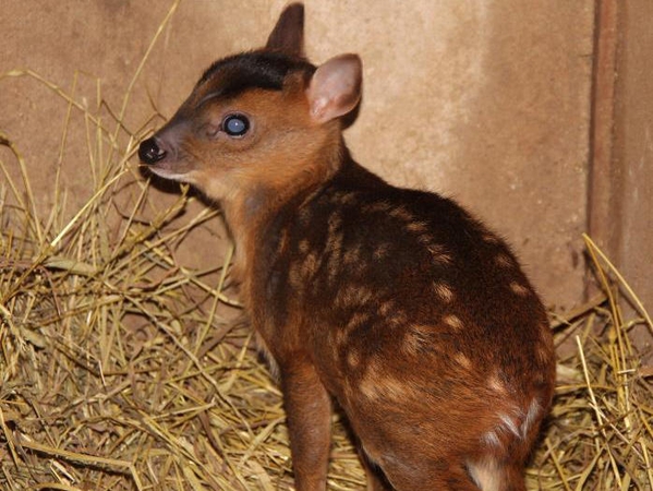 Zoologijos sode gimusiam muntjakui rinks vardą, nors jauniklio lyties dar nežino 