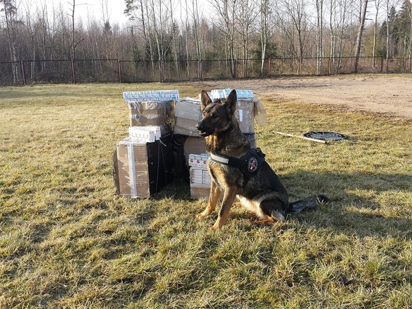 Vokiečių aviganė neleido pasprukti kontrabandininkui 
