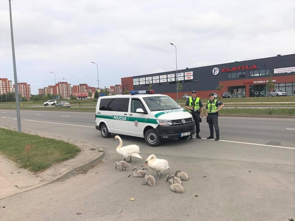Policininkai pagelbėjo per gatvę ėjusiai gulbių šeimynėlei