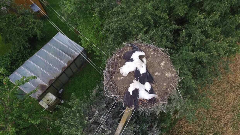 Žiauru: Kazlų Rūdos gyventojas iššaudė trijų gandrų šeimyną