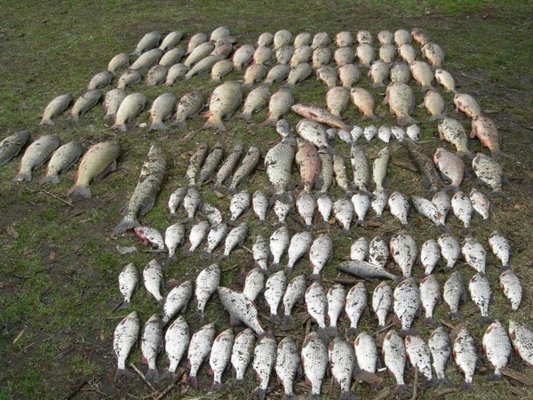 100 kg brakonierių sugautų žuvų – zoologijos sodo gyvūnams