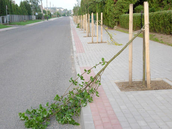 Už vaikų suniokotas liepaites bus nubausti tėvai