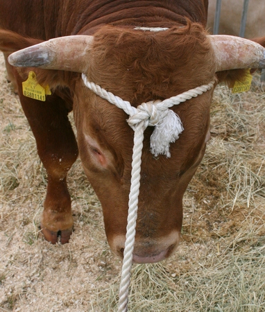Vyrą užmušė įniršęs bulius