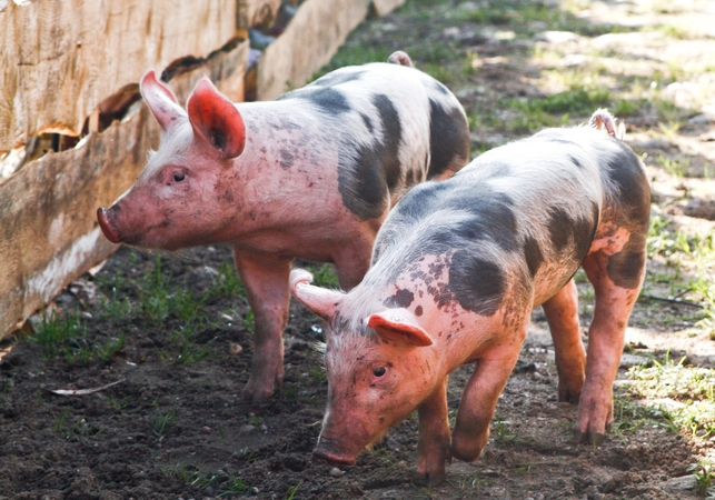 "Linas Agro Group" akcijų kainą smukdo kiaulių maras