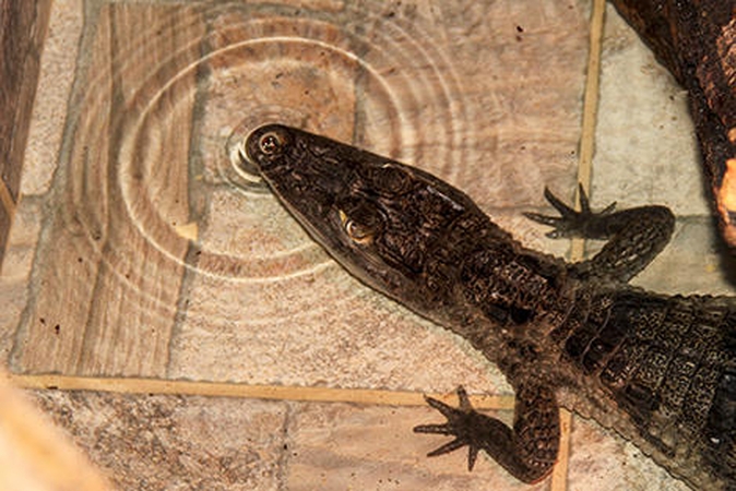 Zoologijos sode vėl apsigyveno krokodilas