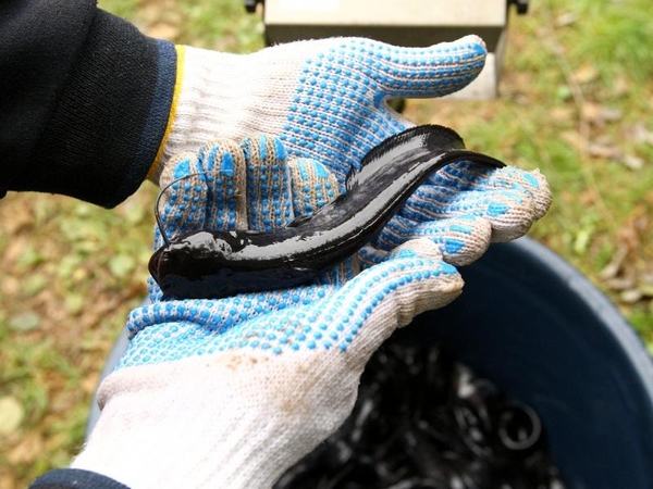 Lietuvos vandenys praturtės daugiau kaip 400 tūkst. žuvų