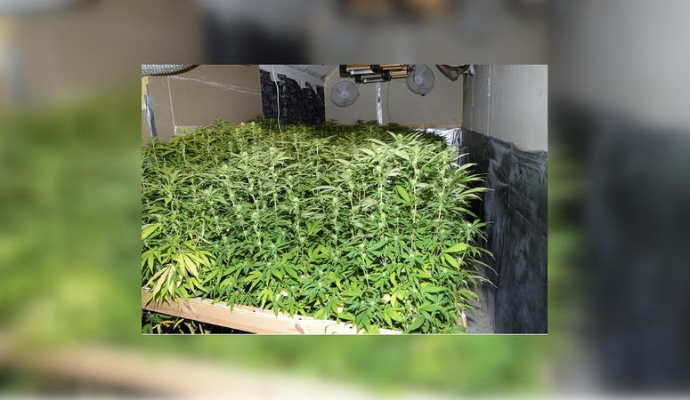 Lietuvio namuose Anglijoje rastas kanapių derlius