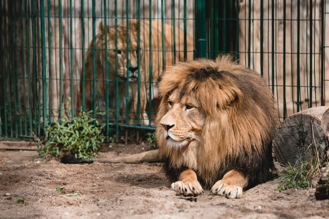 Lietuvos zoologijos sodo vadovo konkursą laimėjo LSMU mokslininkė
