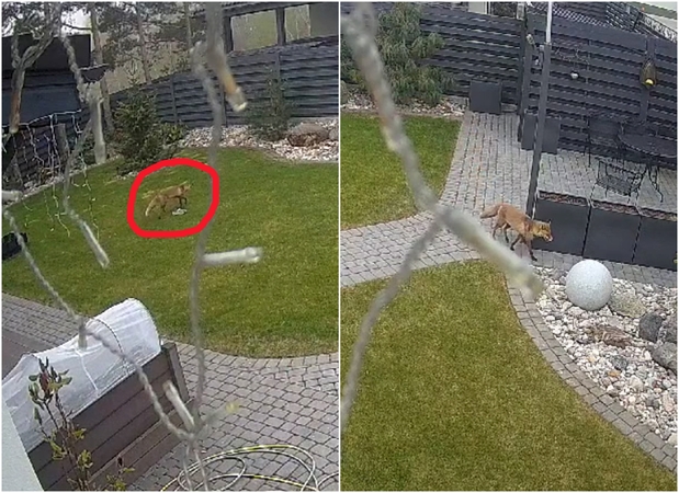 Užfiksavo batą mėginusią nugvelbti lapę