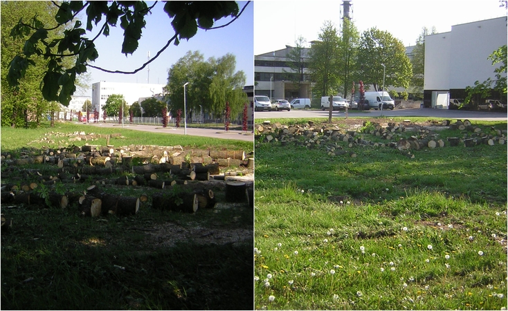 Kauniečius toliau pykdo kertami medžiai: atvažiuoja kirsti be įspėjamųjų ženklų