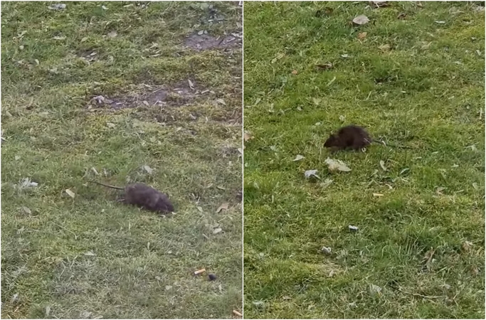 Baisu: žiurkės veisiasi labai greitai, todėl jas išnaikinti beveik neįmanoma.