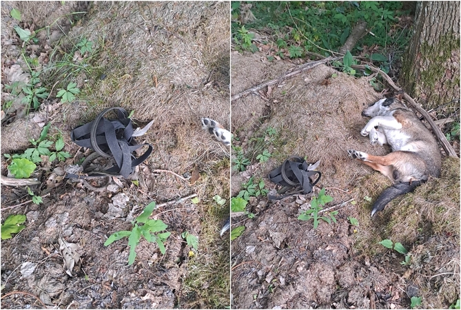 Tyrimas: veterinarai turės atsakyti, ar Kiškėnų kaime rastas šuo galėjo būti pasmaugtas.