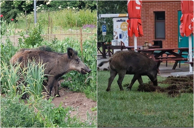 uostoliai: Ventės kaime besilankantis šernas žmonių nebebijo – jis tai skabo darže žirnius, tai knisa pievą prie parduotuvės.
