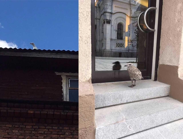 Prie Įgulos bažnyčios – dar neskraidantis kirų jauniklis
