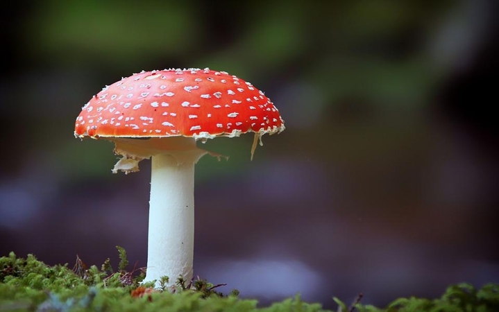 Irane musmirėmis apsinuodijo daugiau kaip tūkstantis žmonių