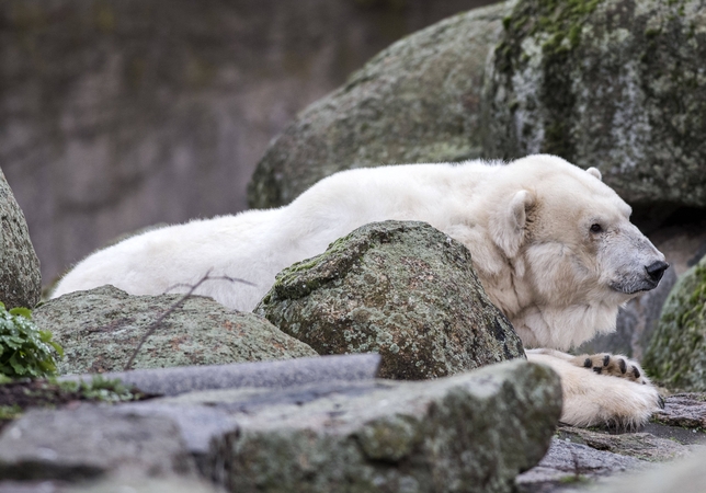 Berlyno zoologijos sode nugaišo seniausia Europoje baltoji lokė