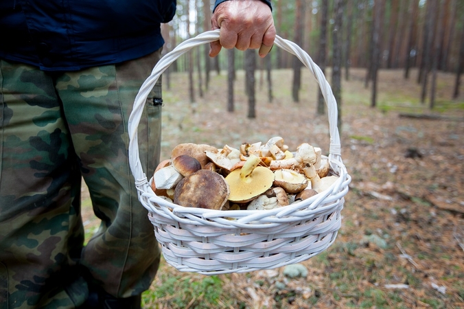 Miškuose užderėjo grybų derlius: dažniausiai apsinuodija viena kategorija žmonių