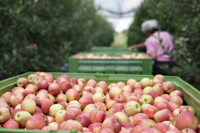 Žemės ūkio atstovai: dėl sezoninių darbuotojų trūkumo negalime gaminti produkcijos