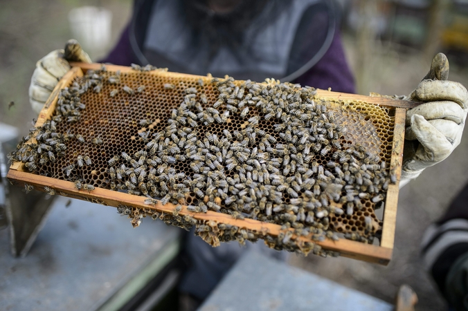 Bitininkai kitais metais sulauks beveik milijono eurų paramos