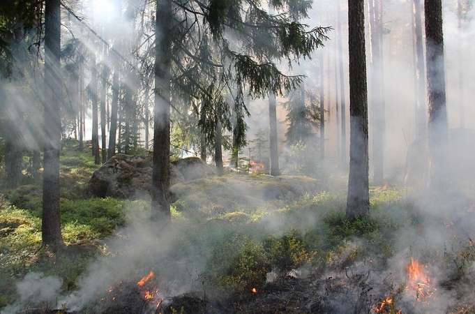 Dėl didelio gaisrų pavojaus uždrausta lankytis kai kuriuose miškuose
