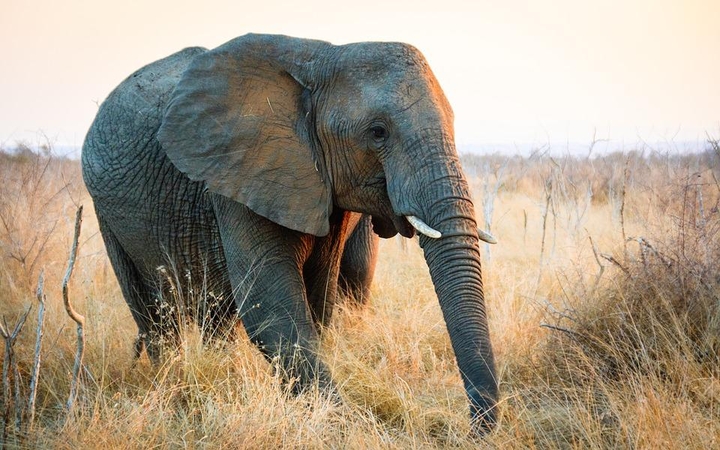 Zimbabvėje dramblys mirtinai sutrypė moterį ir kūdikį