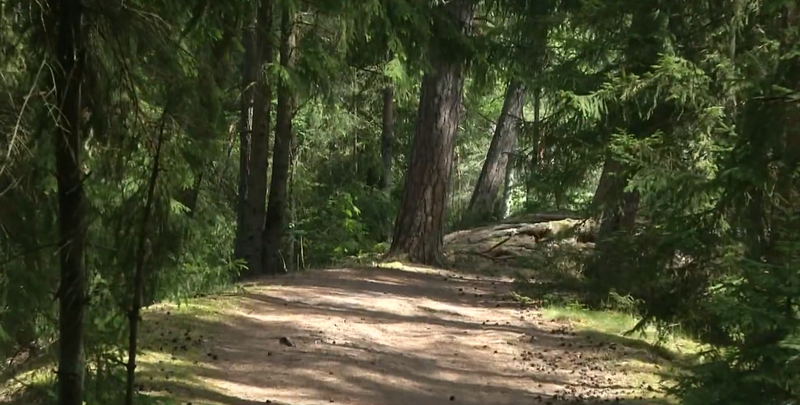 Girulių miškas – ypatingas: galėtų tapti pirmuoju savivaldybės saugomu draustiniu