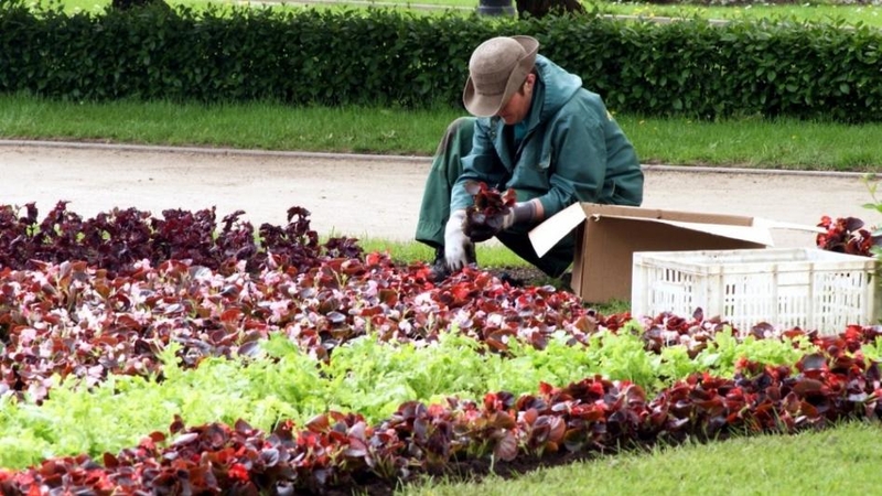 Kokie mirtini pavojai tyko dirbančių soduose