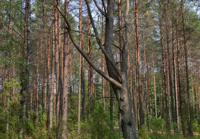 Klaipėdos rajone dega miškas