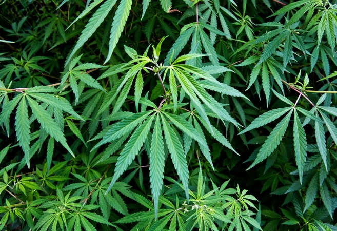 Kanapių legalizavimas Kalifornijoje: laukiama „žaliosios karštligės“